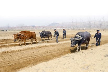 上双疃村的牛把式