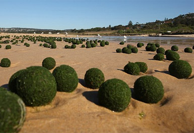悉尼海滩上出现大量神秘的绿色“海藻蛋”