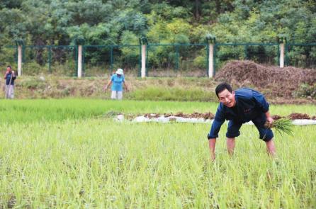 日照完成水稻插秧5万余亩