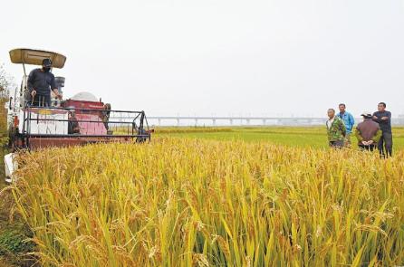 日照市水稻收获近9成