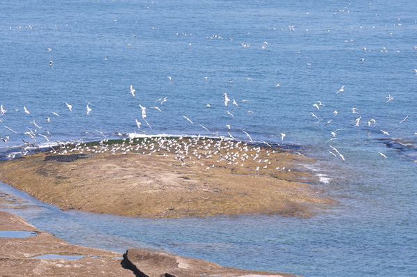 日照:万只海鸥聚海边