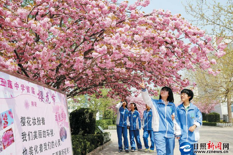 4月13日,学生在五莲中学樱花路赏樱花.