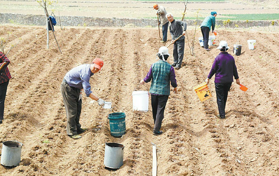 首页 美图 周边推荐 近日,山东省章丘市不少山村的农民抓住天气