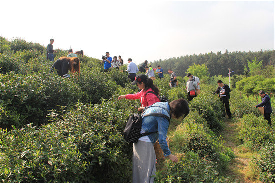 山东网媒黄山采风行走进唐模生态生态茶园