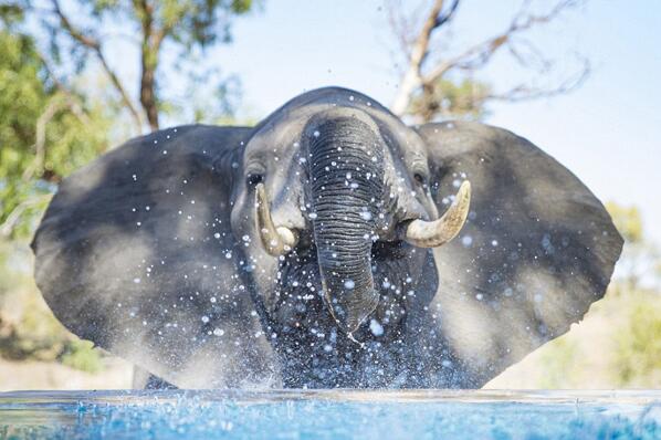 南非摄影师抓拍幼象水池戏水瞬间 呆萌至极