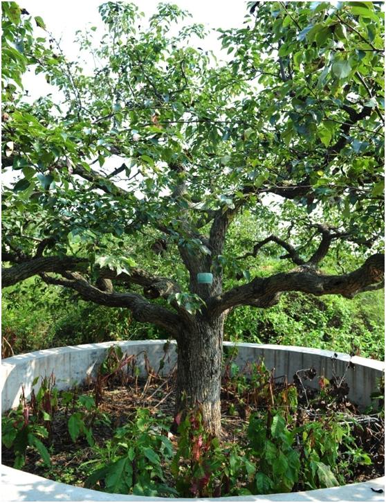 日照三级古树名木：枝叶婆娑的山梨树