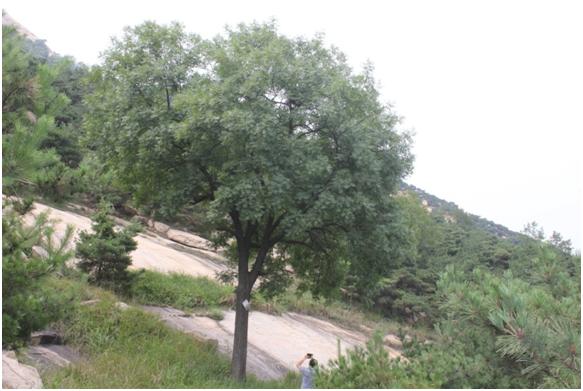 日照三级古树名木：百年黄连木枝密叶繁