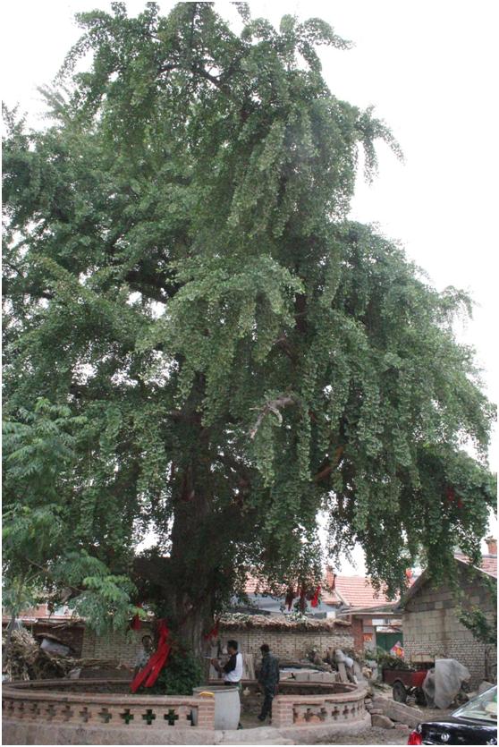 日照一级古树名木：600年银杏美名官运树