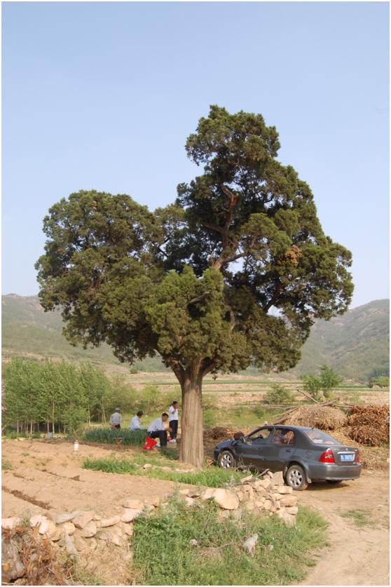 日照二级古树名木：360年常绿乔木铅笔柏