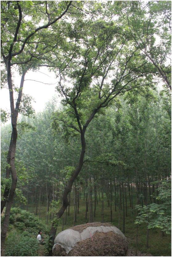 日照三级古树名木：落叶乔木200年麻栎树