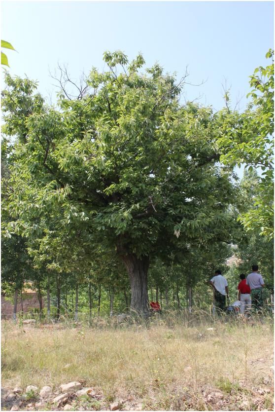 日照三级古树名木：200年板栗枝繁叶茂