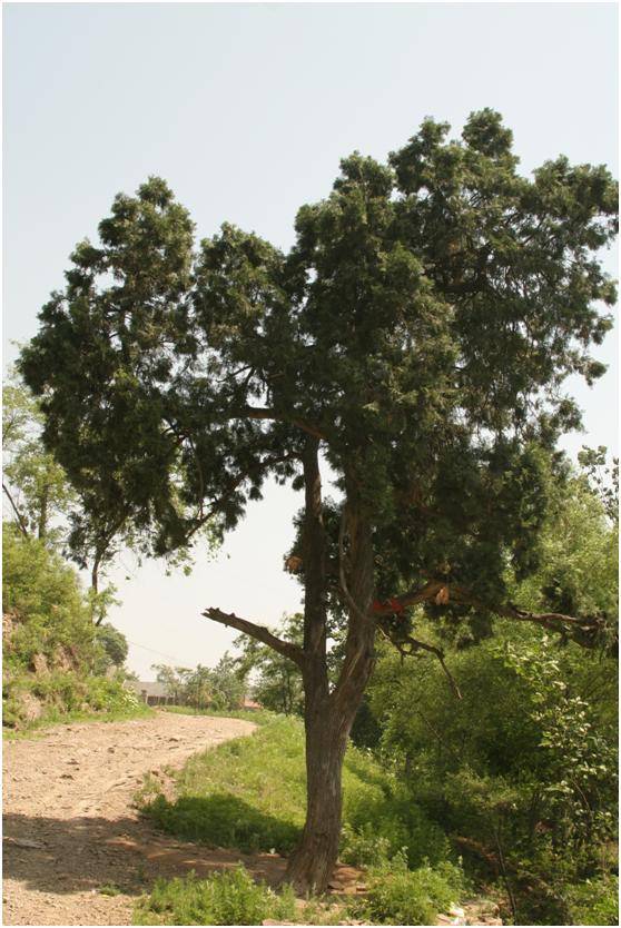 日照三级古树名木：230年侧柏枝叶繁茂