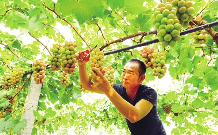 硕果累累迎丰收