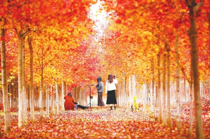 又到枫叶绯红时