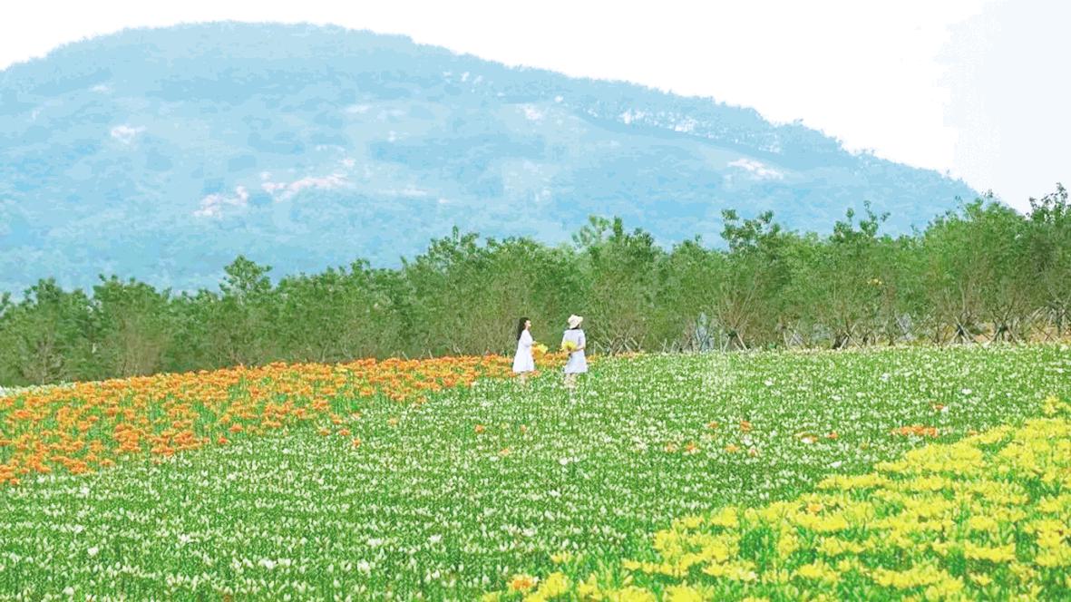 白鹭牧场百合盛放