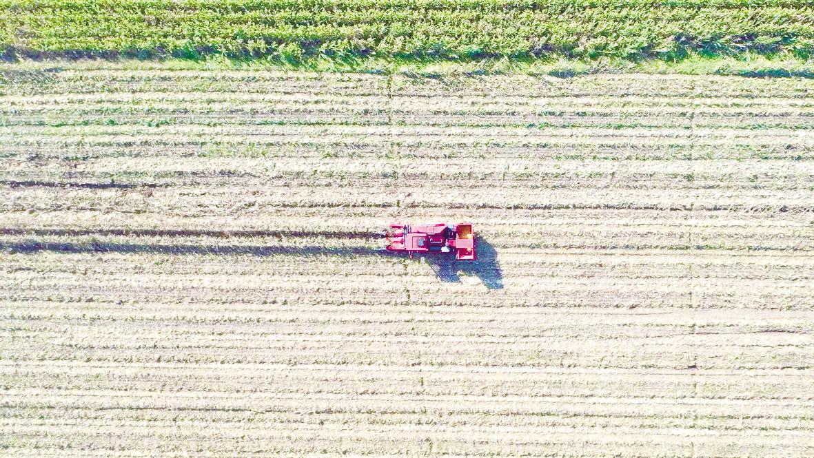 农机驰骋 玉米归仓