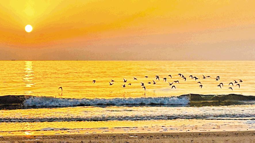 日出与海鸥共舞