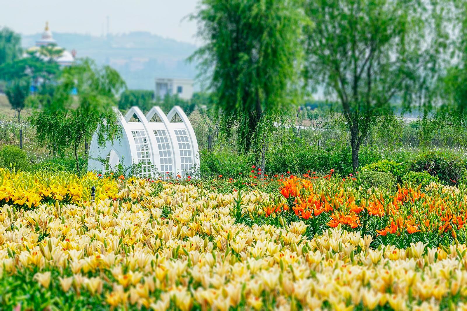 每日图片｜花开全城