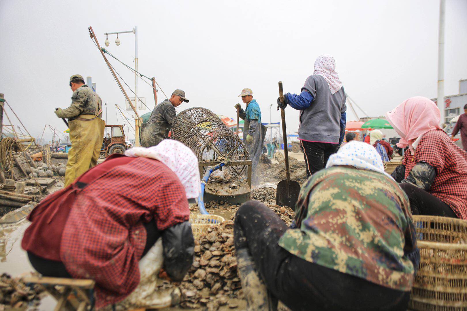 每日图片｜扇贝喜获丰收