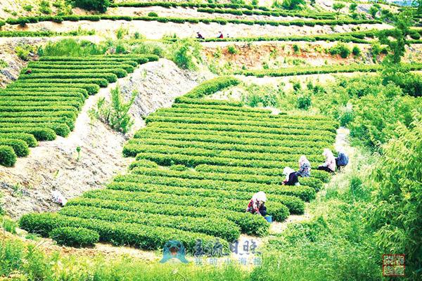 绿茶产业助力乡村振兴
