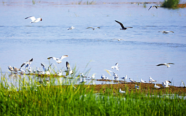 鸟舞翩跹绘美景
