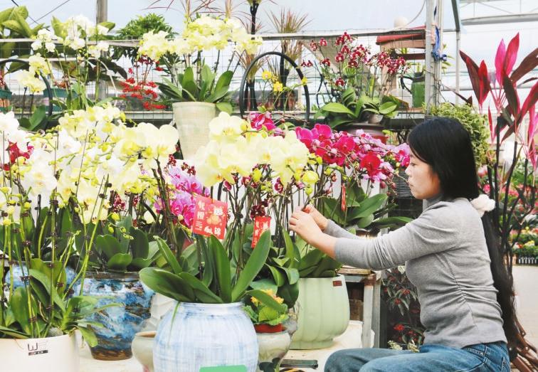 “年宵花”扮靓市场供销两旺