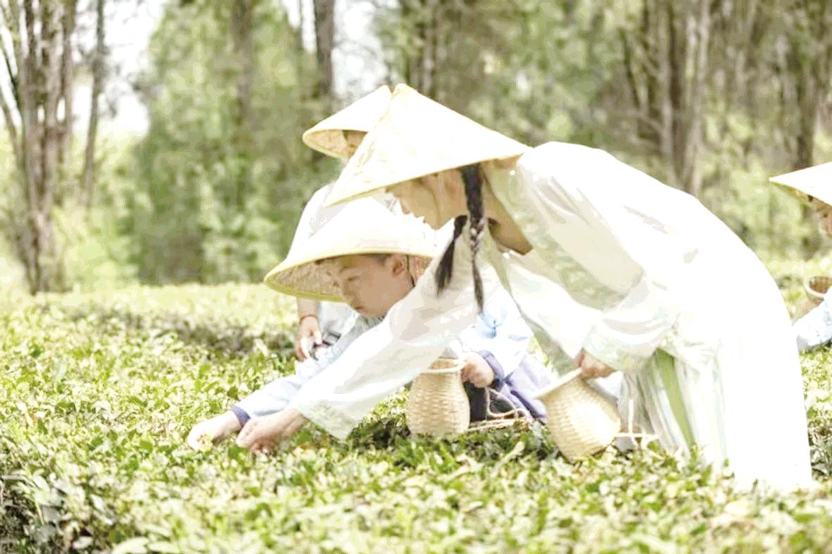 不负春光采茶忙