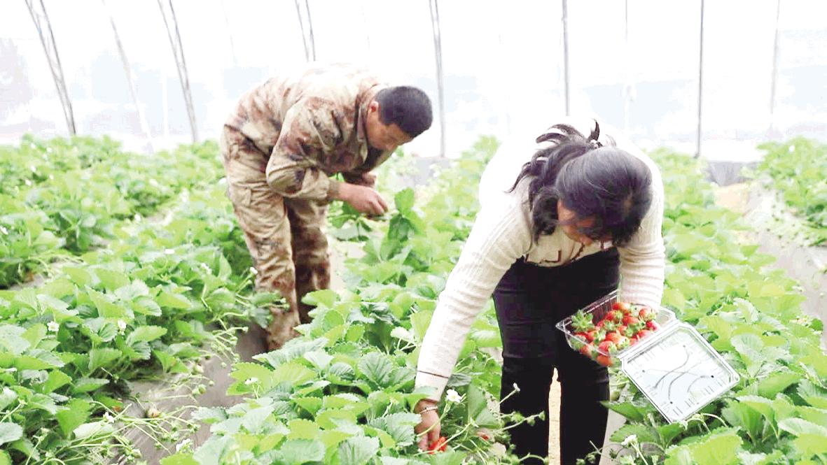 高兴镇草莓新鲜上市